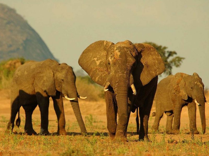 Niassa Elephant